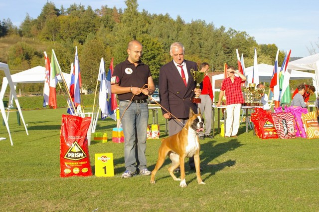 www.boxer-show.eu